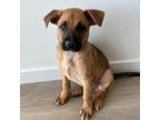 Adopt Waffle a German Shepherd Dog, Mixed Breed