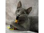 Adopt TOTORO a Domestic Short Hair