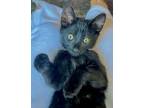 Adopt Willie a Domestic Short Hair