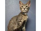 Adopt Sterling a Domestic Short Hair