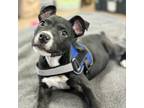 Adopt Remy a Pit Bull Terrier