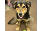 Adopt Mack a Shepherd