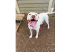 Adopt Butch a Pit Bull Terrier