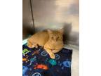 Adopt Mr. Mister a Domestic Short Hair