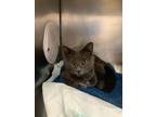 Adopt Goose a Domestic Short Hair