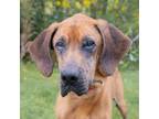 Adopt Otis a Hound, Boxer