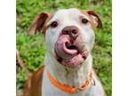 Adopt James a Pit Bull Terrier