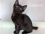 Adopt Taurus a Manx