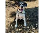 Adopt Oden a Hound