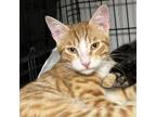 Adopt Garfield a Domestic Short Hair