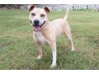 Adopt Gibby a Retriever, American Staffordshire Terrier