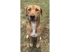 Adopt Loki $85 a Retriever, Mixed Breed