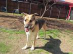 Adopt Max* A119482 a German Shepherd Dog