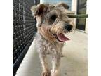 Adopt Benji a Schnauzer