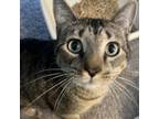 Adopt Finn a Domestic Short Hair