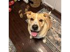 Adopt Kirby a Retriever