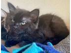 Adopt Pizza Rolls a Domestic Medium Hair, Domestic Short Hair