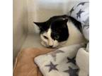 Adopt Moo Moo a Domestic Short Hair