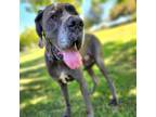 Adopt Hogan (C000-497)- Chino Hills Location a Great Dane