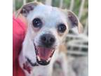 Adopt Jack Jack - Chino Hills Location a Jack Russell Terrier