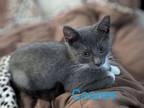 Adopt Cosner Windsor a Domestic Short Hair