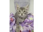 Livvy Kitten, Domestic Shorthair For Adoption In Breinigsville, Pennsylvania