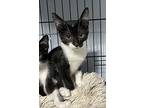 Francee, Domestic Shorthair For Adoption In Orlando, Florida