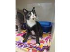 Ganache, Domestic Shorthair For Adoption In Oakland, New Jersey