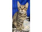 Baela, Domestic Shorthair For Adoption In Panama City Beach, Florida