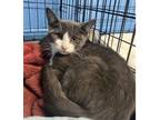 Adopt Tony a Domestic Short Hair