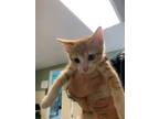 Adopt Fanta a Domestic Short Hair