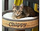 Adopt Chippy a Domestic Short Hair