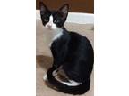 Adopt Willingham a Domestic Short Hair