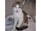 Adopt Levi a Domestic Short Hair