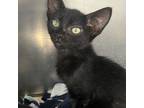 Adopt Doug a Domestic Short Hair