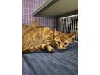 Adopt Fireball a Domestic Short Hair