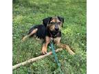 Adopt Barnaby (Dale) a Hound, Shepherd