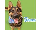 Adopt Jones a German Shepherd Dog