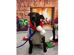 Adopt Alva a Pit Bull Terrier