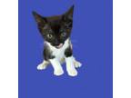 Adopt Fred a Domestic Short Hair