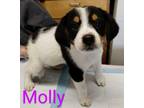 Adopt Molly a Australian Cattle Dog / Blue Heeler