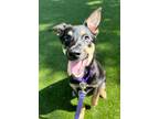 Adopt Penelope a Mixed Breed