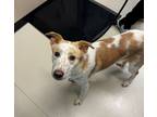 Adopt Kate a Australian Cattle Dog / Blue Heeler