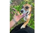 Adopt Addison a Black Mouth Cur, Pit Bull Terrier