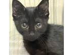 Adopt Melody a Domestic Short Hair