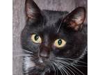 Adopt Pookie a Domestic Short Hair