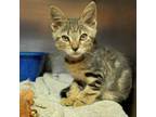 Adopt Tater Tot a Domestic Short Hair