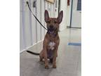 Adopt Dory a Shepherd, Mixed Breed