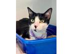 Adopt Bon Bon a Domestic Short Hair