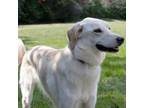 Adopt Bonnie a Labrador Retriever, Husky